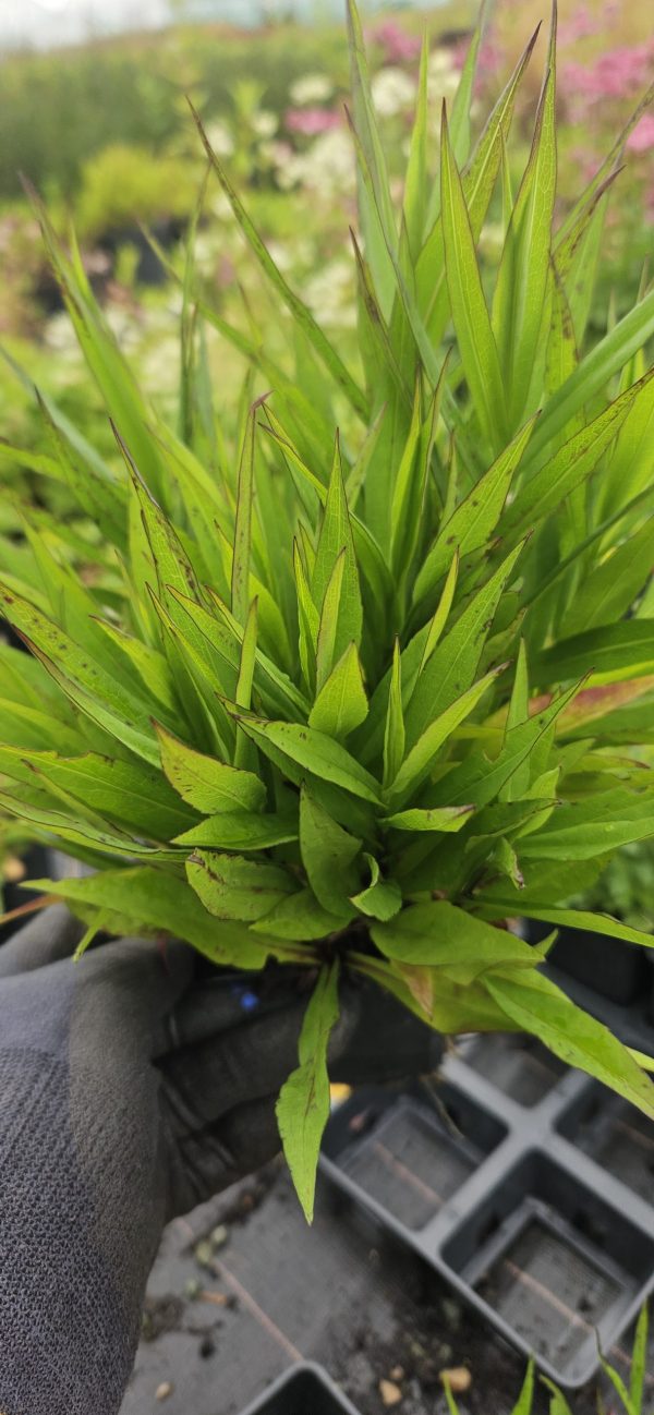 Symphyotrichum dumosus 'Sapphire'