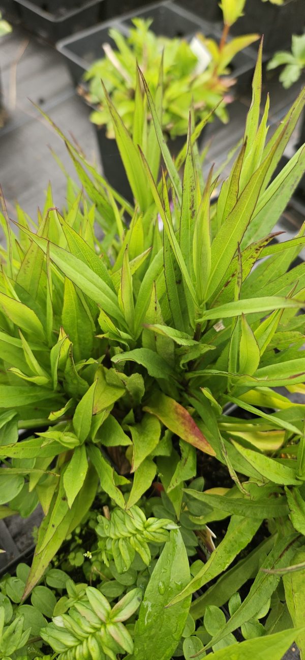 Symphyotrichum dumosus 'Sapphire'