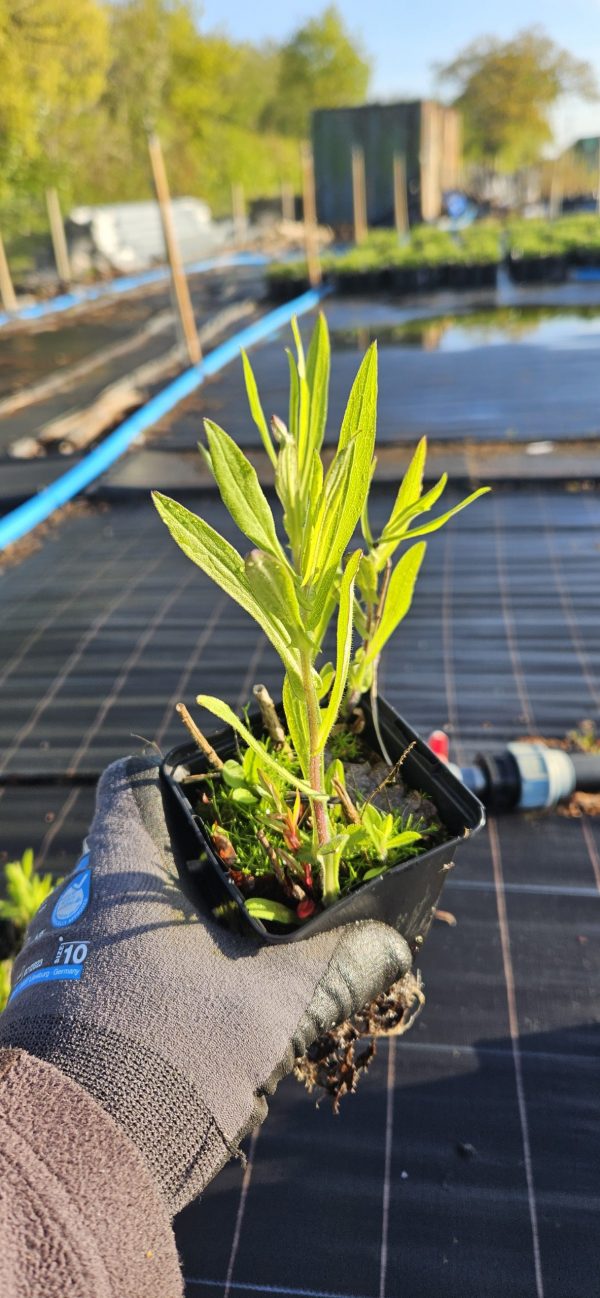 Symphyotrichum novae-angliae 'Barr's Pink'