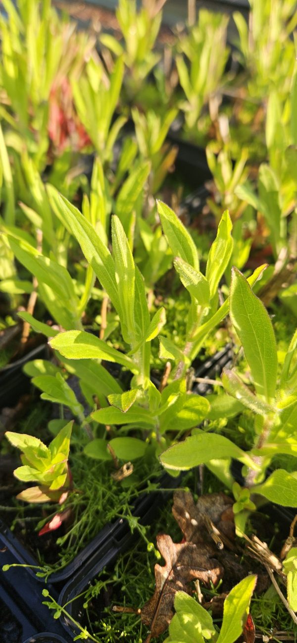 Symphyotrichum novae-angliae 'Barr's Pink'