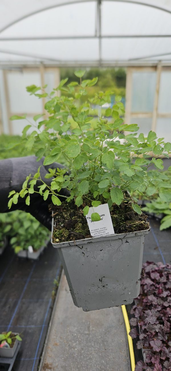 Thalictrum 'Ankum'