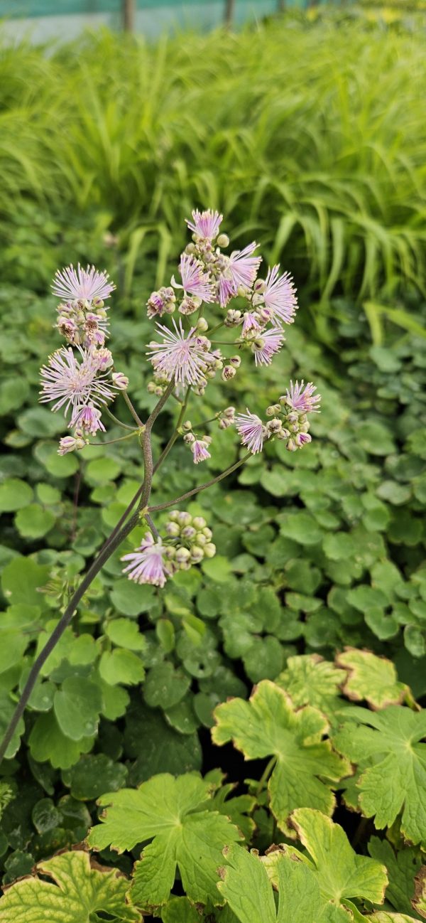 Thalictrum 'Cotton Candy'