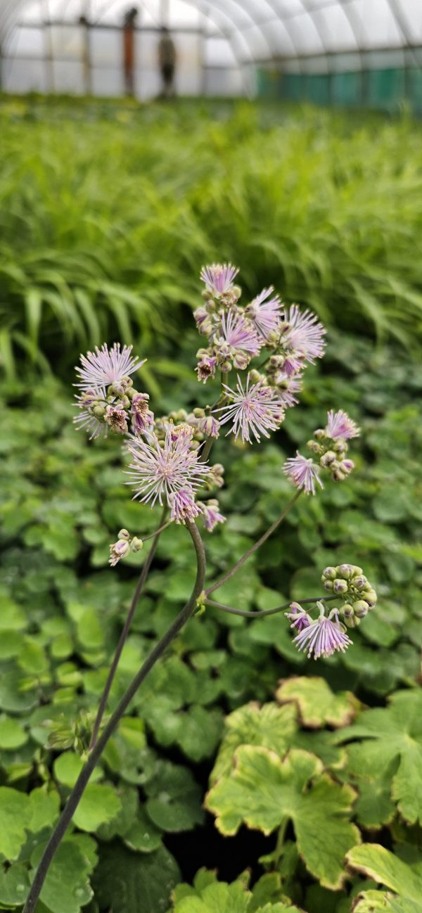 Thalictrum 'Cotton Candy'