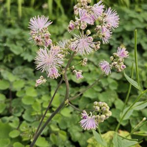 Thalictrum 'Cotton Candy'