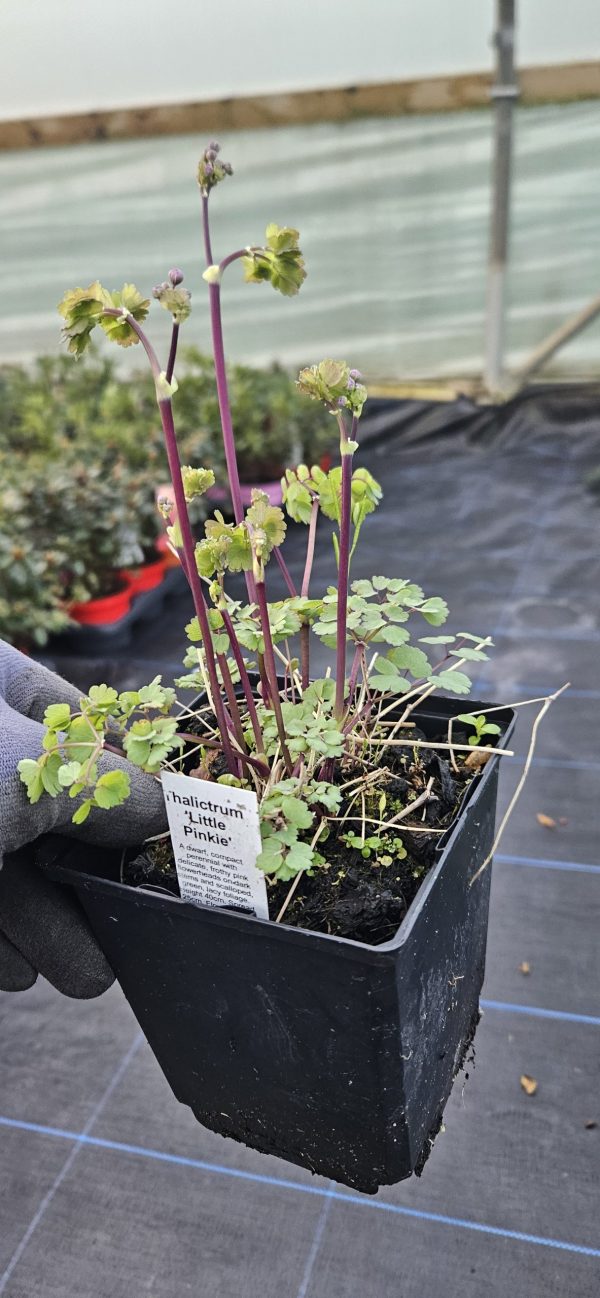 Thalictrum 'Little Pinkie' Give us a be when you are up mate. X
