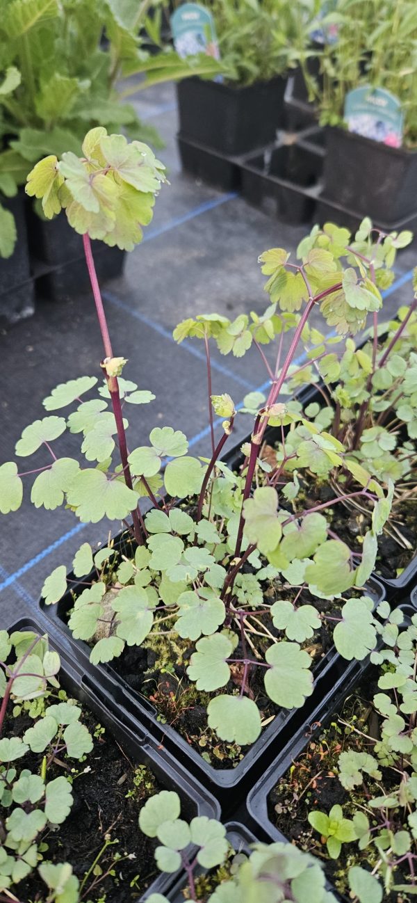 Thalictrum 'Little Pinkie'2 Give us a be when you are up mate. X