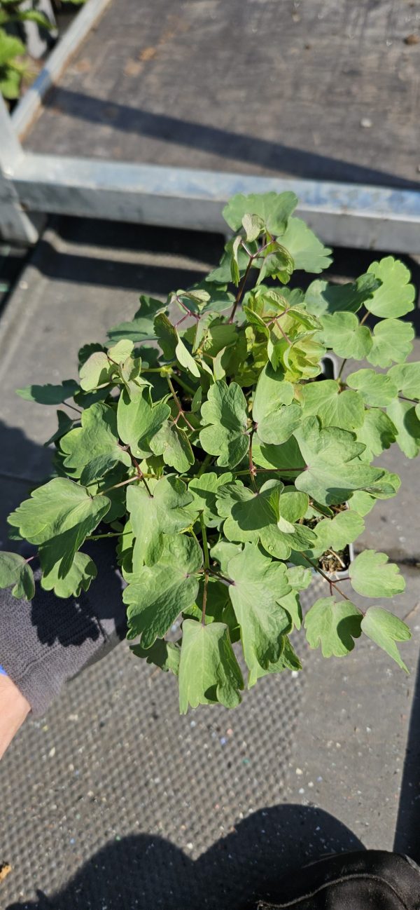 Thalictrum 'Nimbus Pink' Thalictrum 'Nimbus Pink'