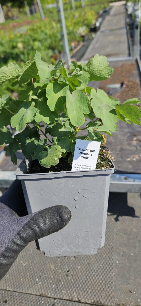 Thalictrum 'Nimbus Pink' 2 Thalictrum 'Nimbus Pink'
