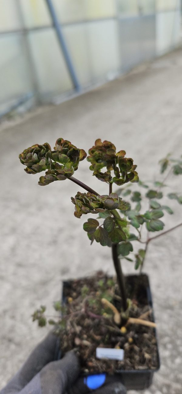 Thalictrum 'Purple Wings' Thalictrum 'Purple Wings'