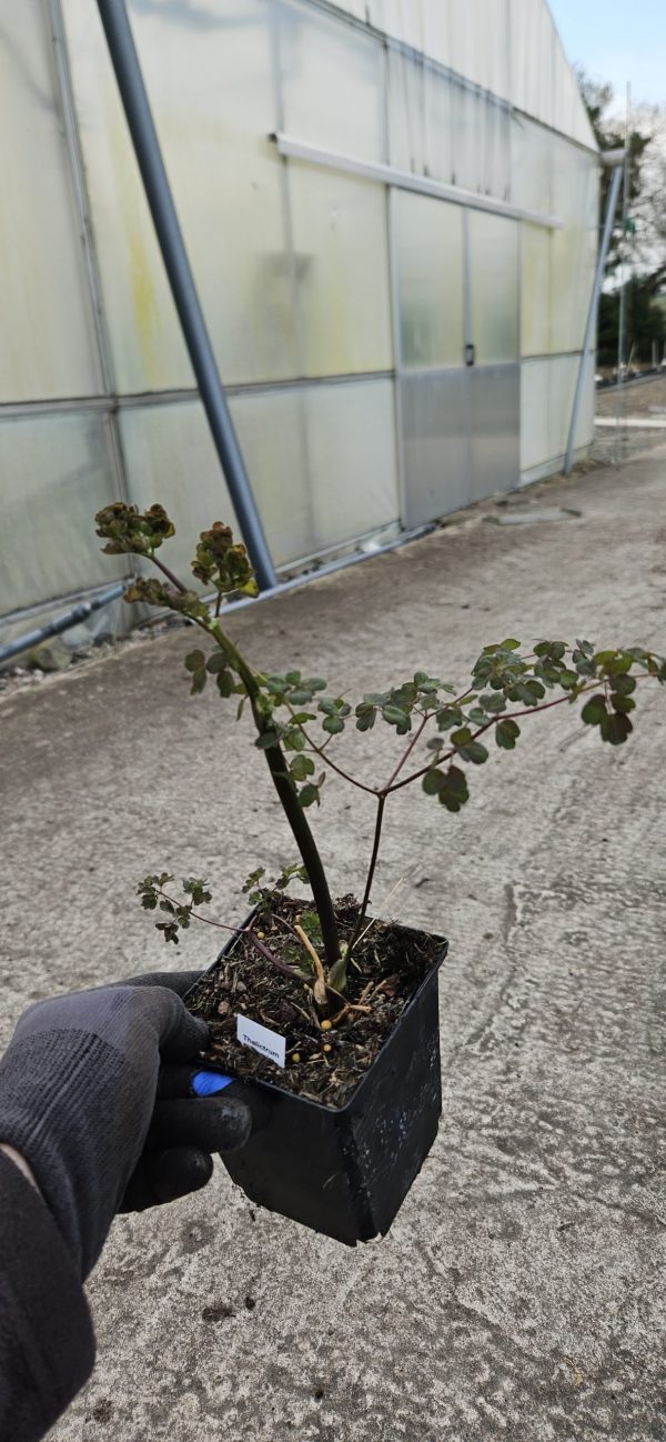 Thalictrum 'Purple Wings'2 Thalictrum 'Purple Wings'