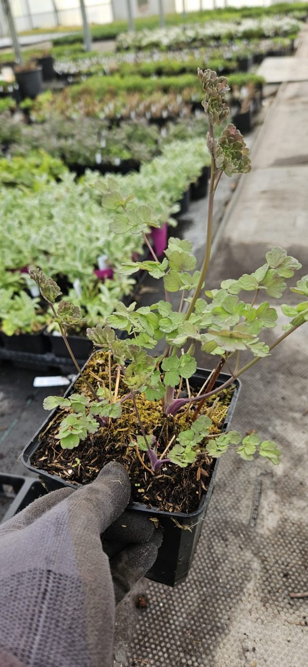 Thalictrum 'Tukker Princess'