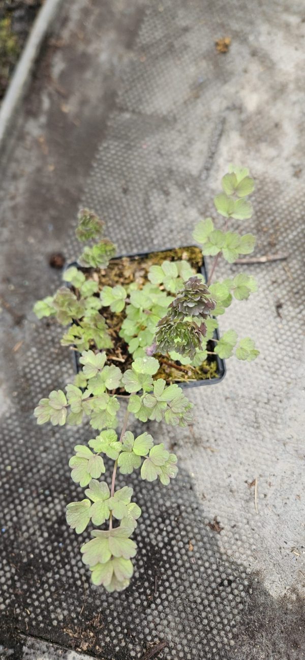 Thalictrum 'Tukker Princess'