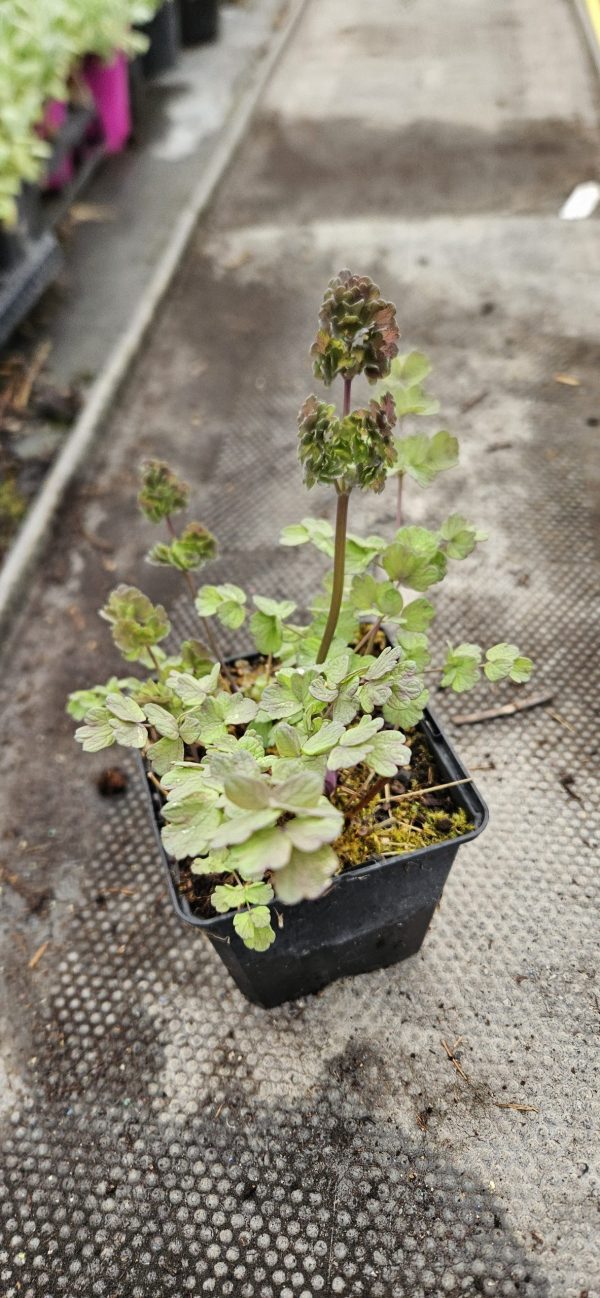 Thalictrum 'Tukker Princess'