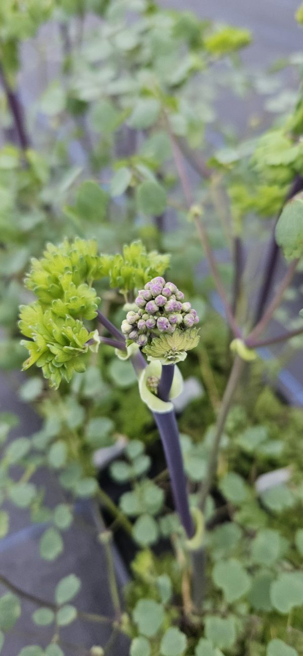 Thalictrum aquilegifolium 'Thundercloud' Thalictrum aquilegifolium 'Thundercloud'