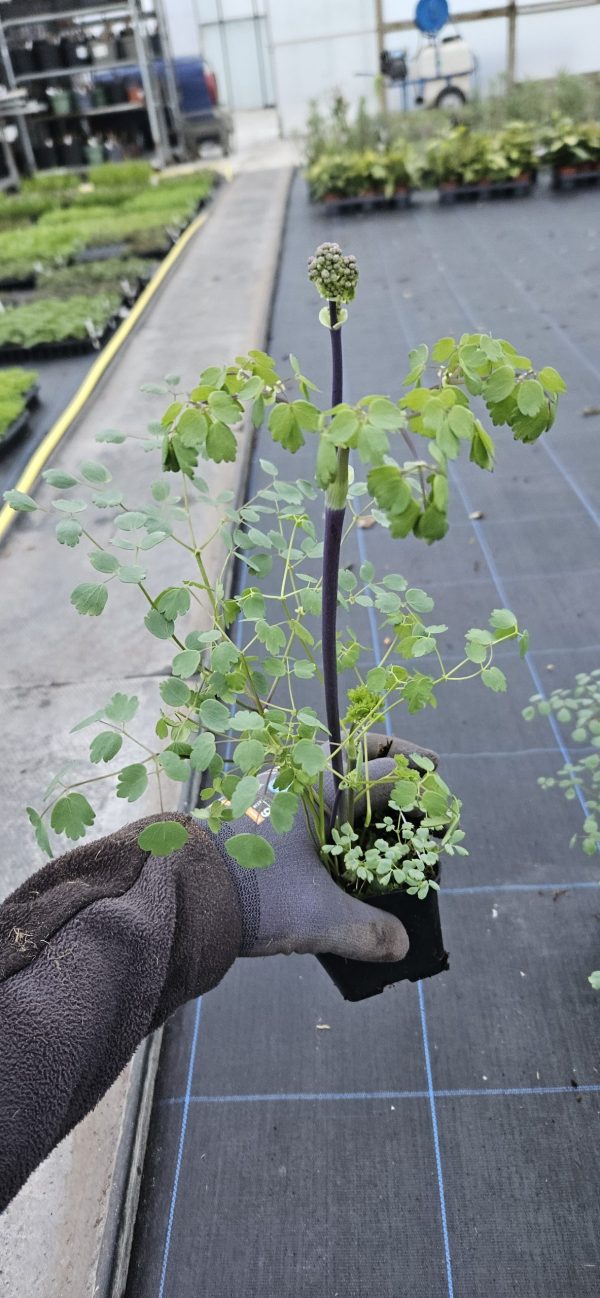 Thalictrum aquilegifolium 'Thundercloud'2 Thalictrum aquilegifolium 'Thundercloud'