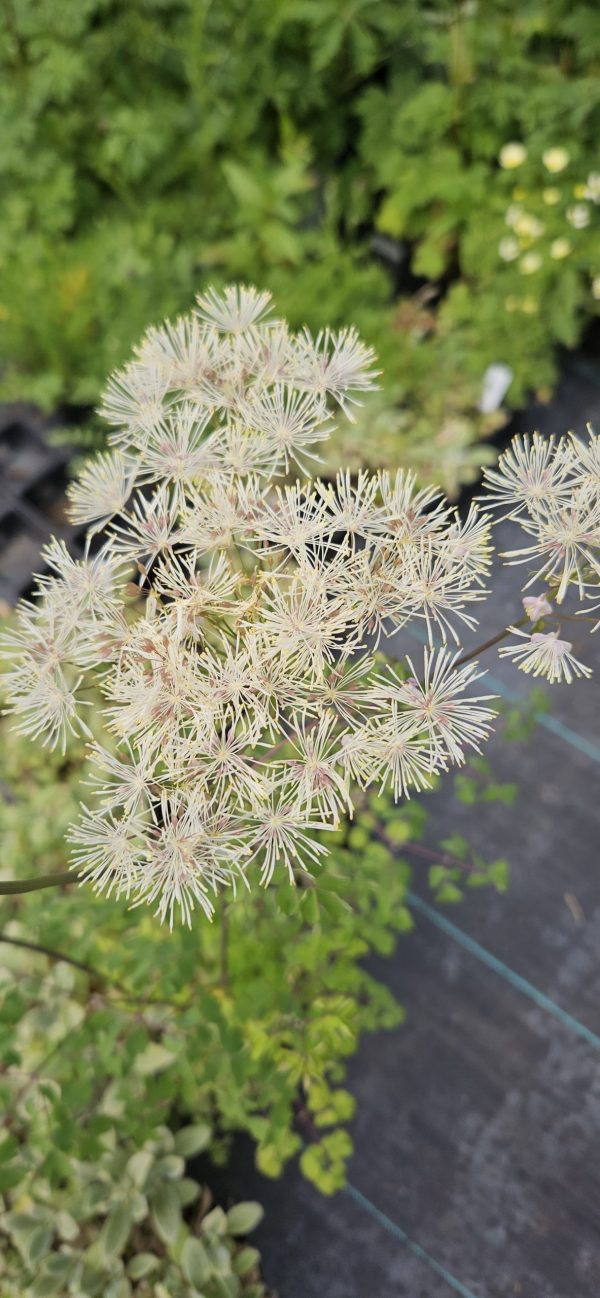 Thalictrum aquilegiifolium 'Album'