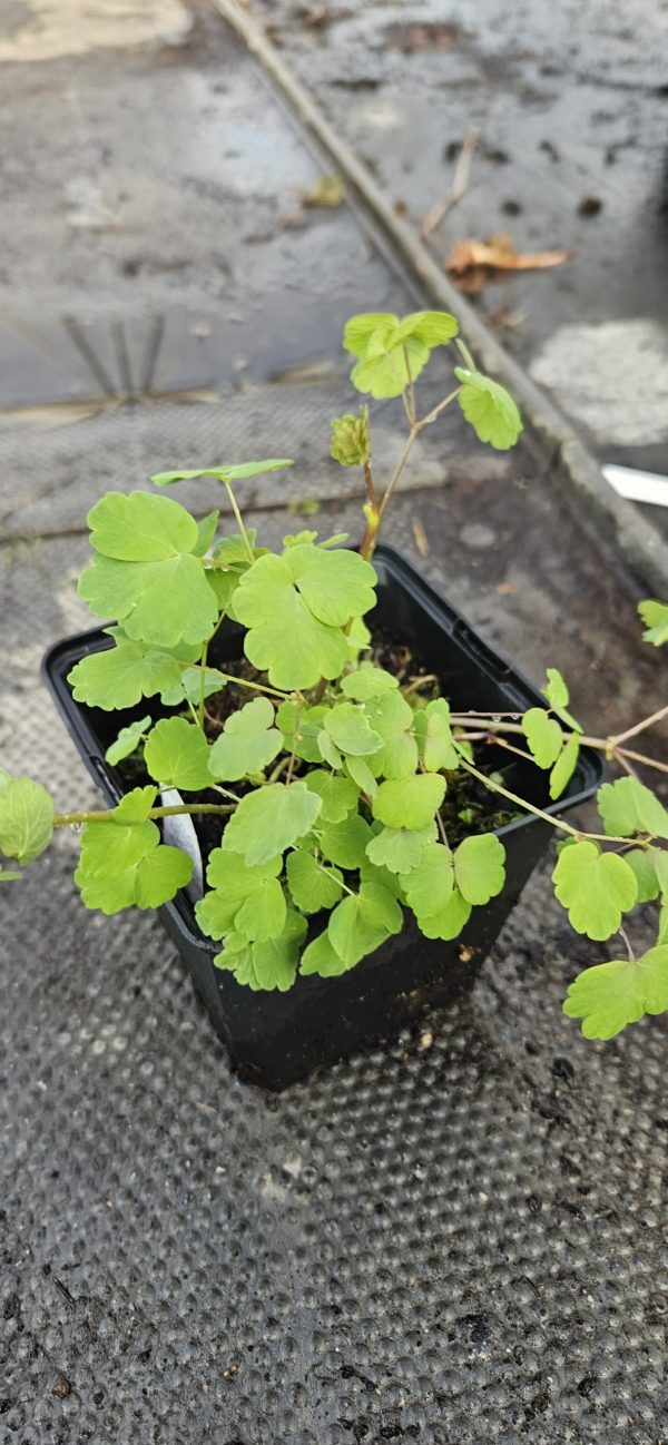 Thalictrum aquilegiifolium 'Album'