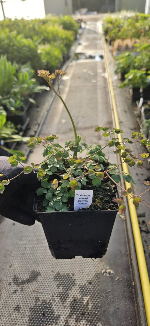 Thalictrum delavayi 'Hewitt's Double'