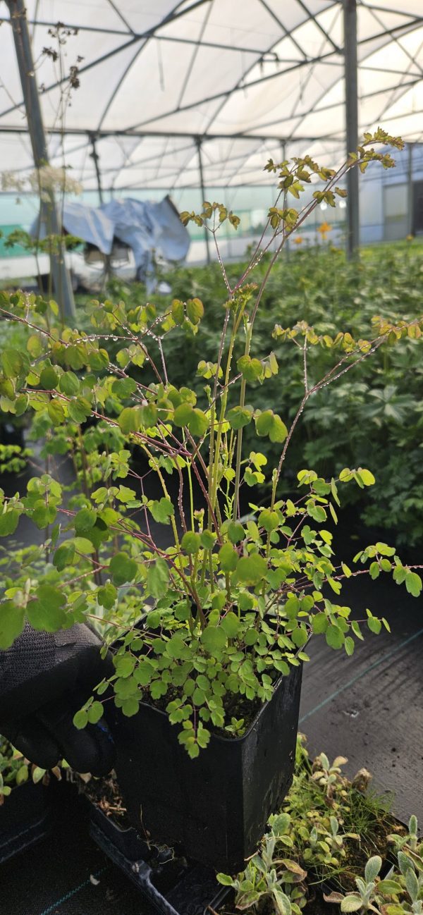 Thalictrum delavayi