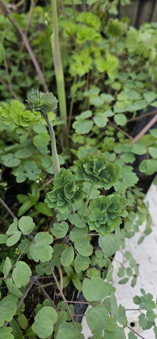 Thalictrum rochebrunianum var. grandisepalum