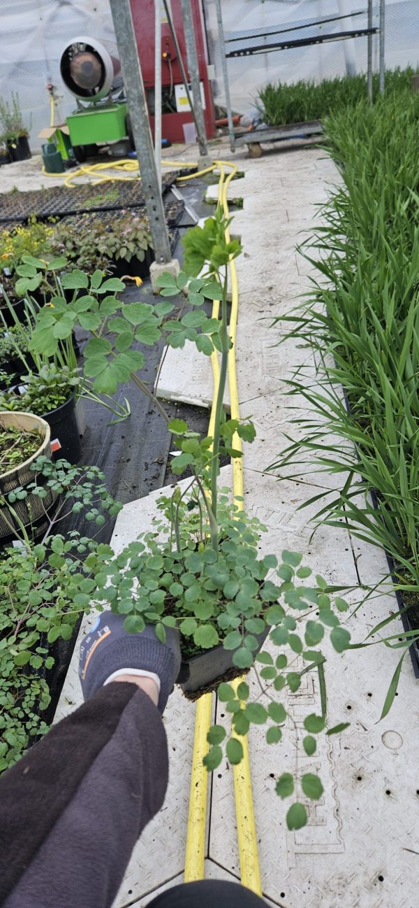 Thalictrum rochebrunianum var. grandisepalum