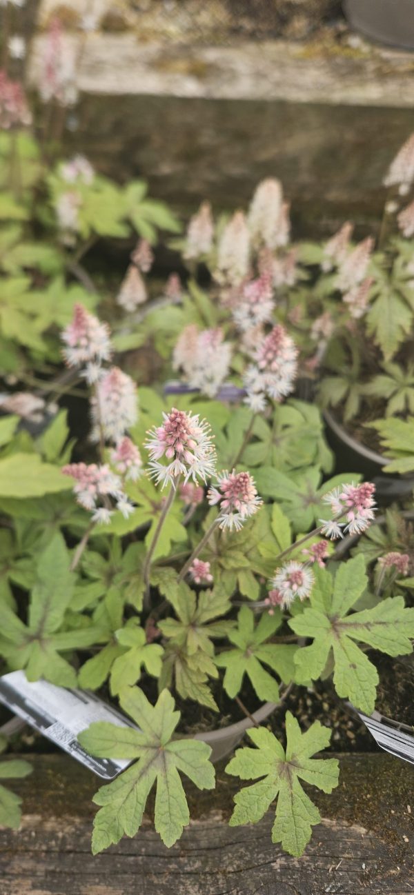Tiarella x hybrida 'Spring Symphony'