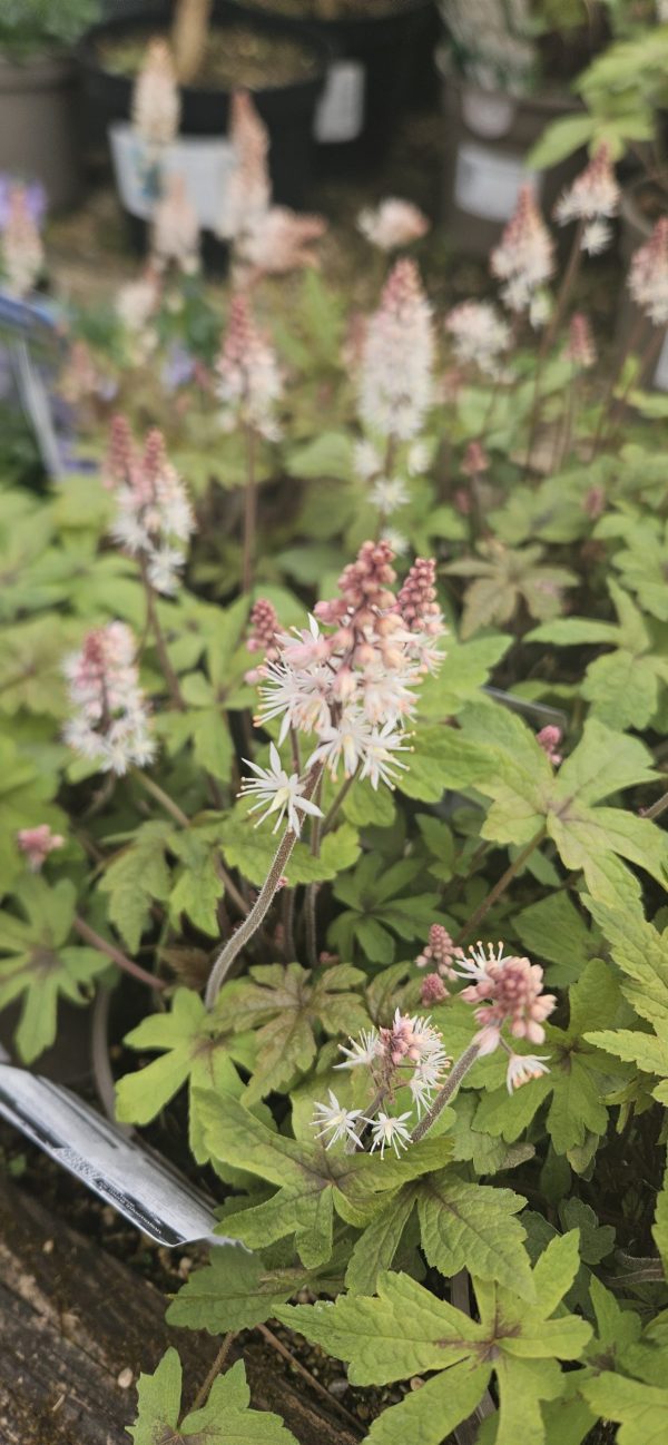 Tiarella x hybrida 'Spring Symphony'