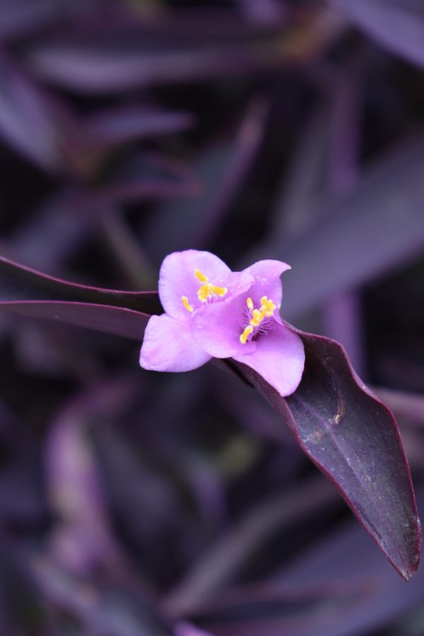 Tradescantia 'Purple Sabre'