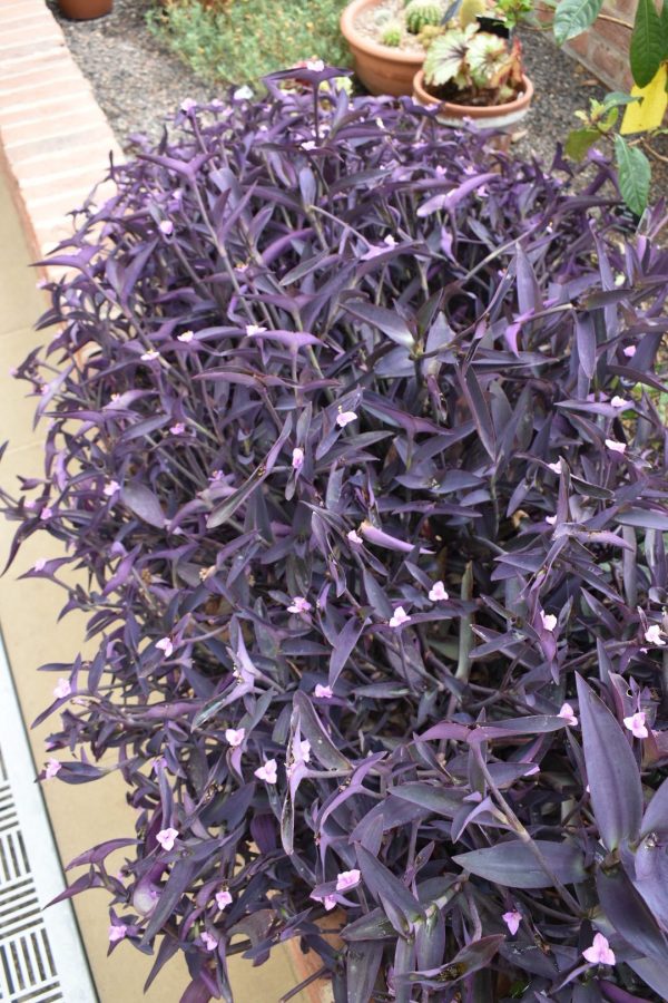 Tradescantia 'Purple Sabre'