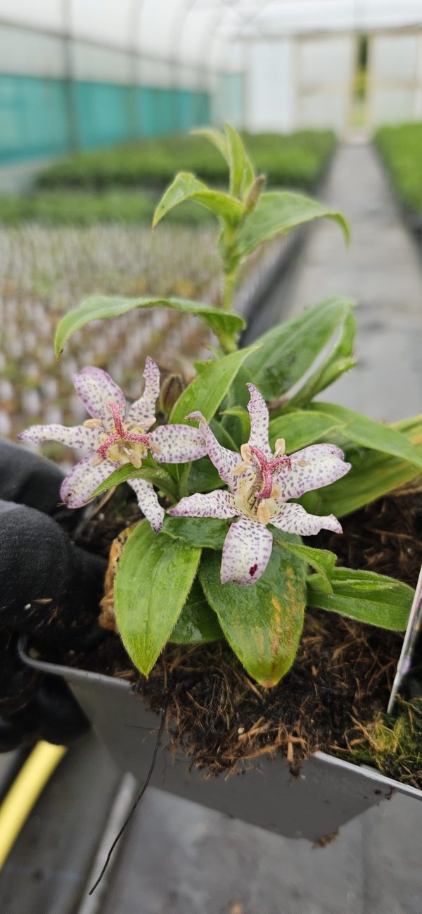 Tricyrtis 'Pink Freckles'