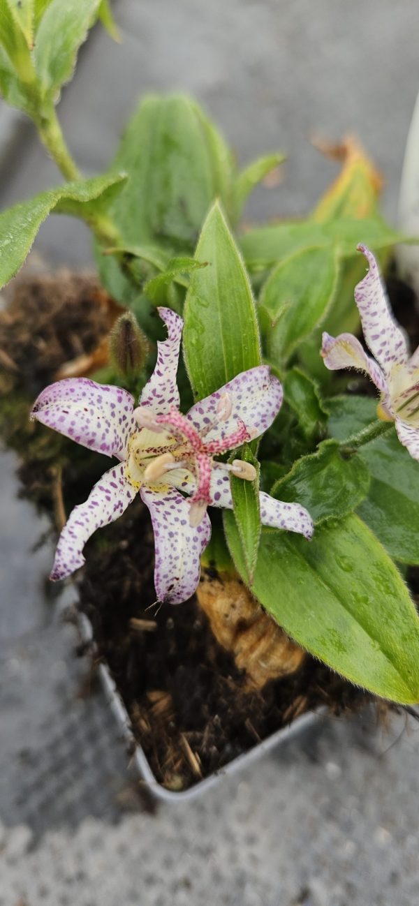 Tricyrtis 'Pink Freckles'