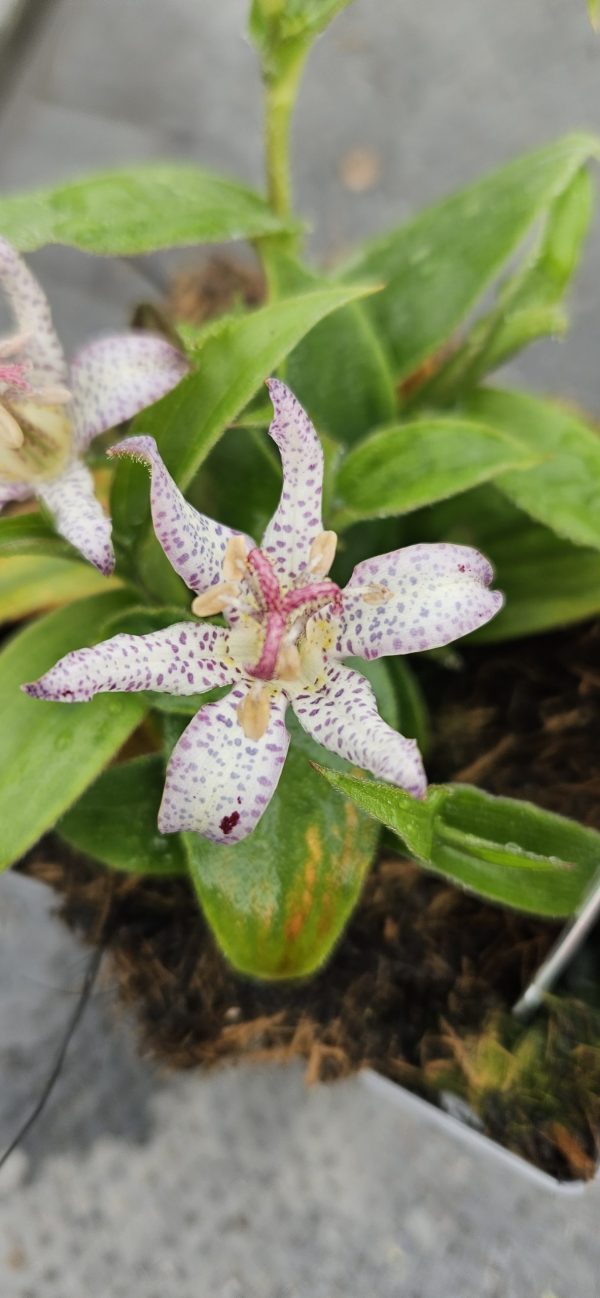 Tricyrtis 'Pink Freckles'