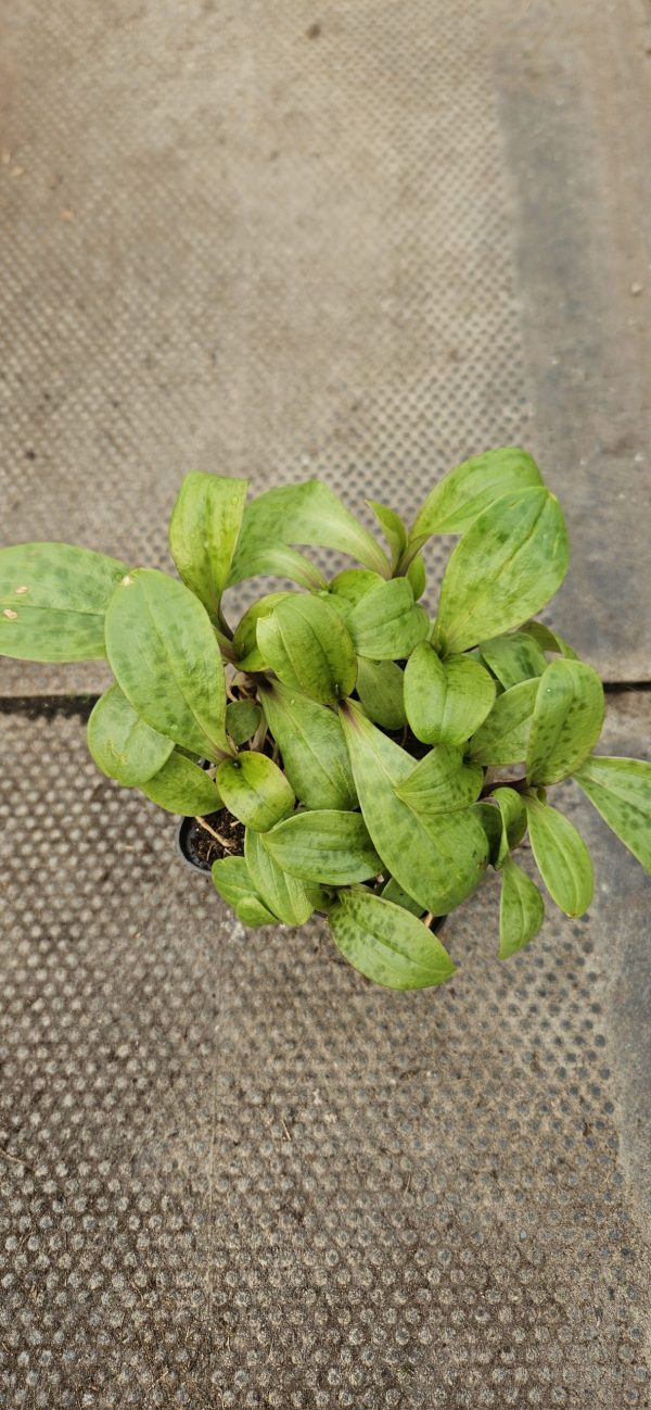 Tricyrtis hirta 'Taiwan Adbane'