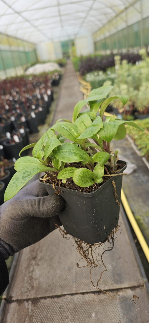 Tricyrtis hirta 'Taiwan Adbane'