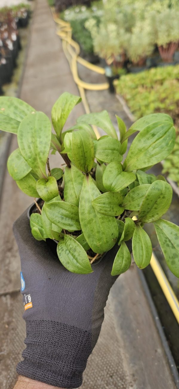 Tricyrtis hirta 'Taiwan Adbane'