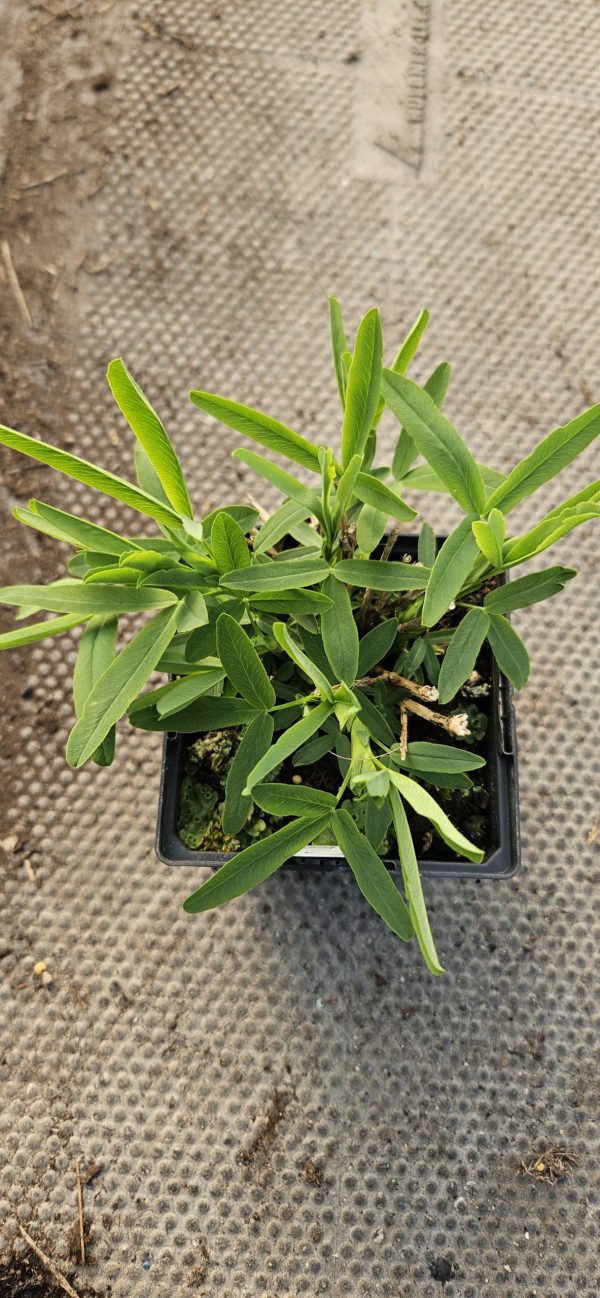 Trifolium rubens 'Frosty Feathers'