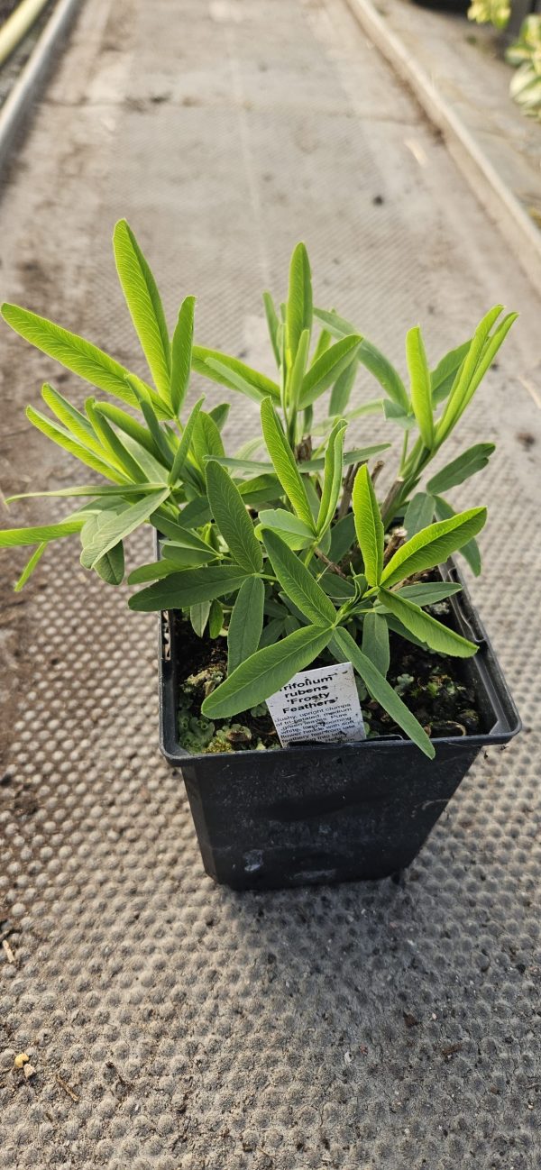 Trifolium rubens 'Frosty Feathers'