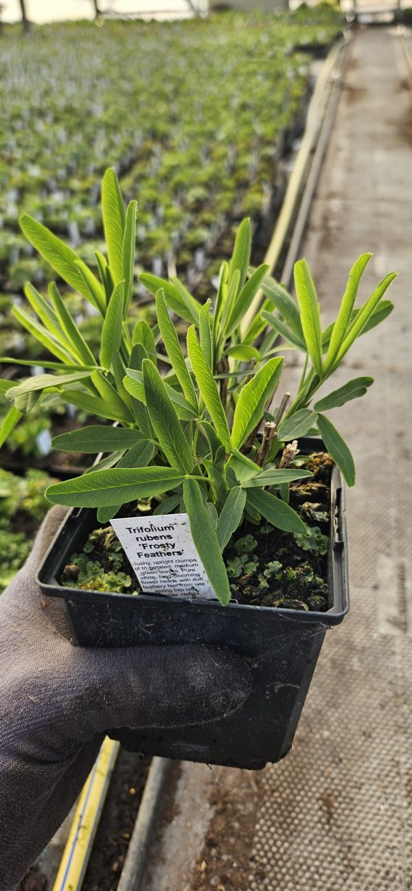Trifolium rubens 'Frosty Feathers'