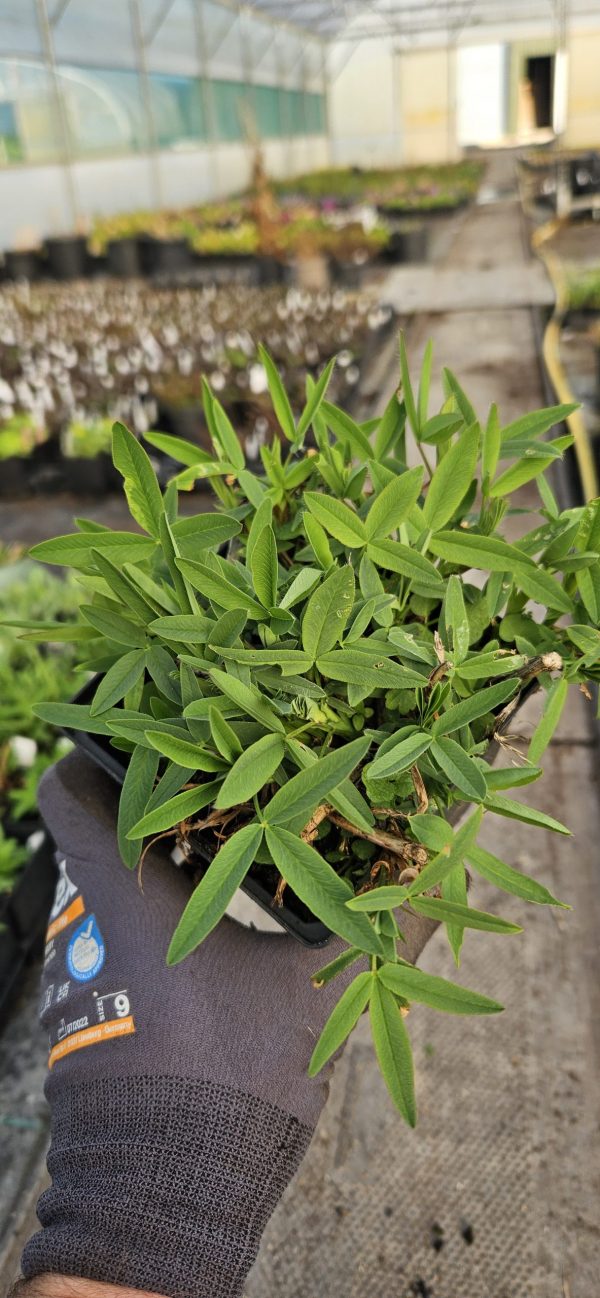 Trifolium rubens 'Peach Pink' Trifolium rubens 'Peach Pink'