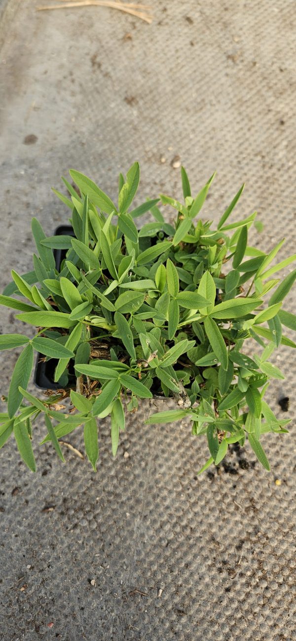 Trifolium rubens 'Peach Pink'2 Trifolium rubens 'Peach Pink'