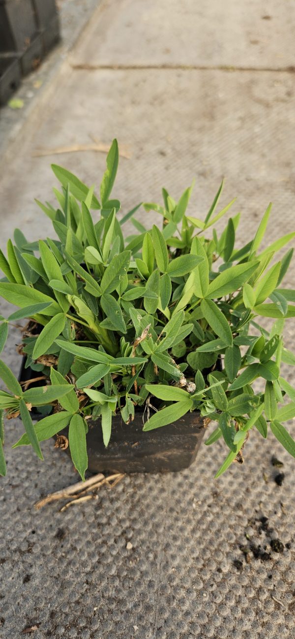 Trifolium rubens 'Peach Pink'3 Trifolium rubens 'Peach Pink'