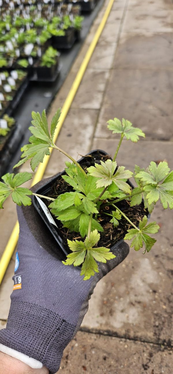 Trollius 'Orange Triumph'