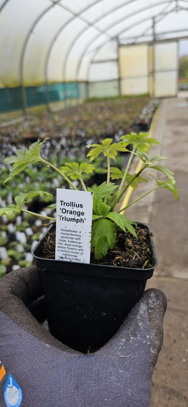 Trollius 'Orange Triumph'