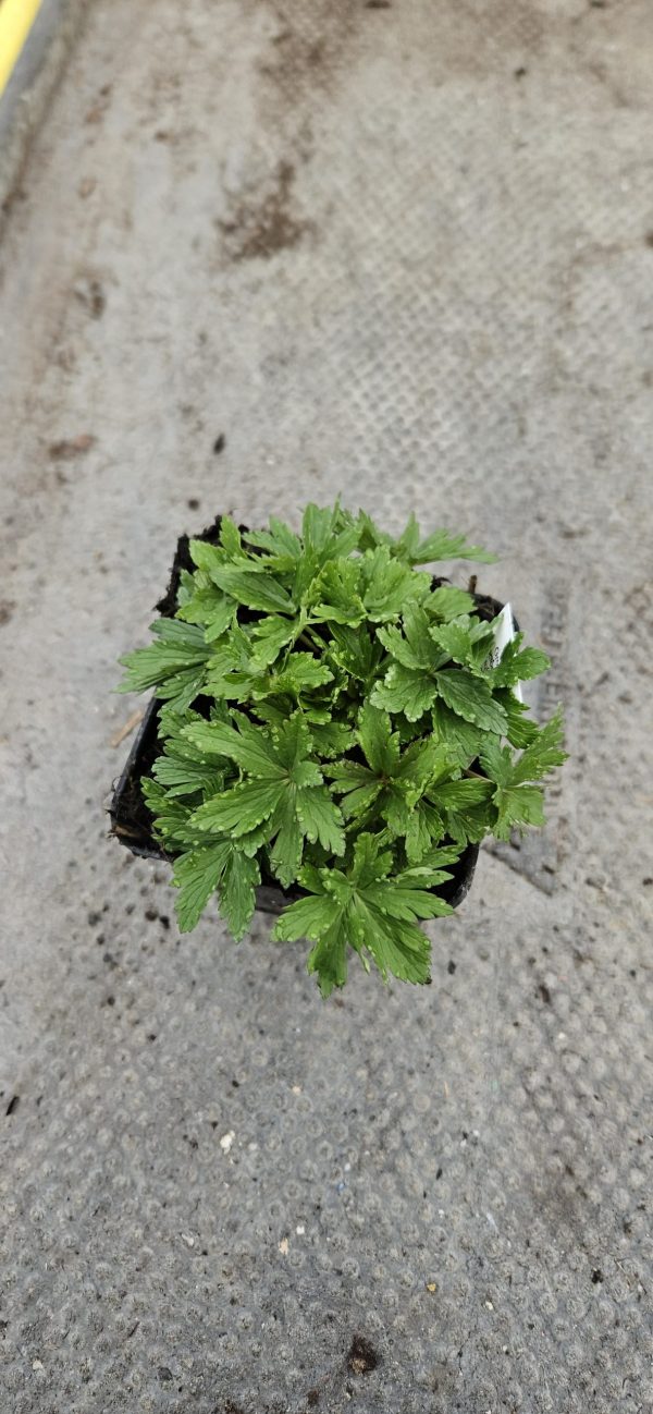 Trollius x cultorum 'Alabaster'