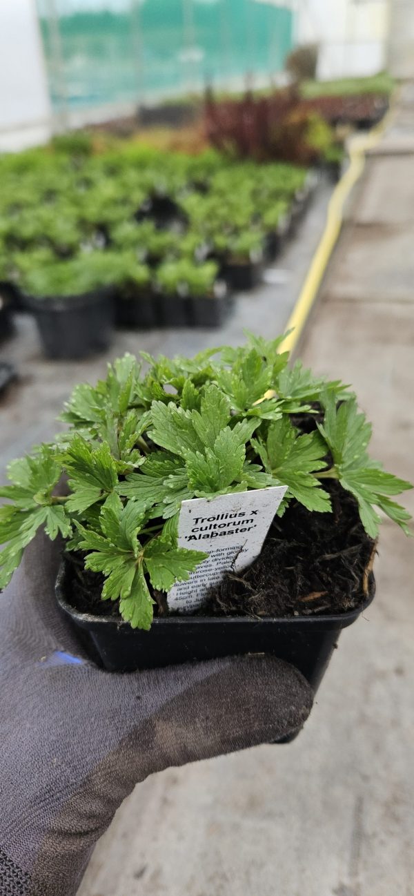 Trollius x cultorum 'Alabaster'