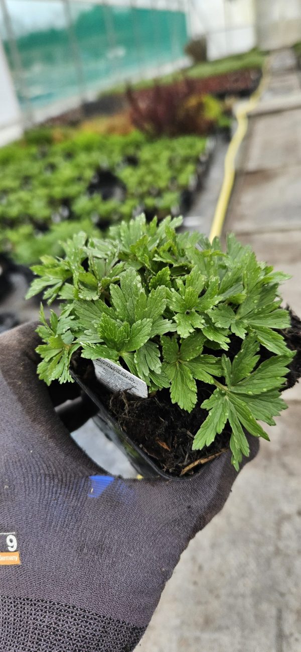 Trollius x cultorum 'Alabaster'