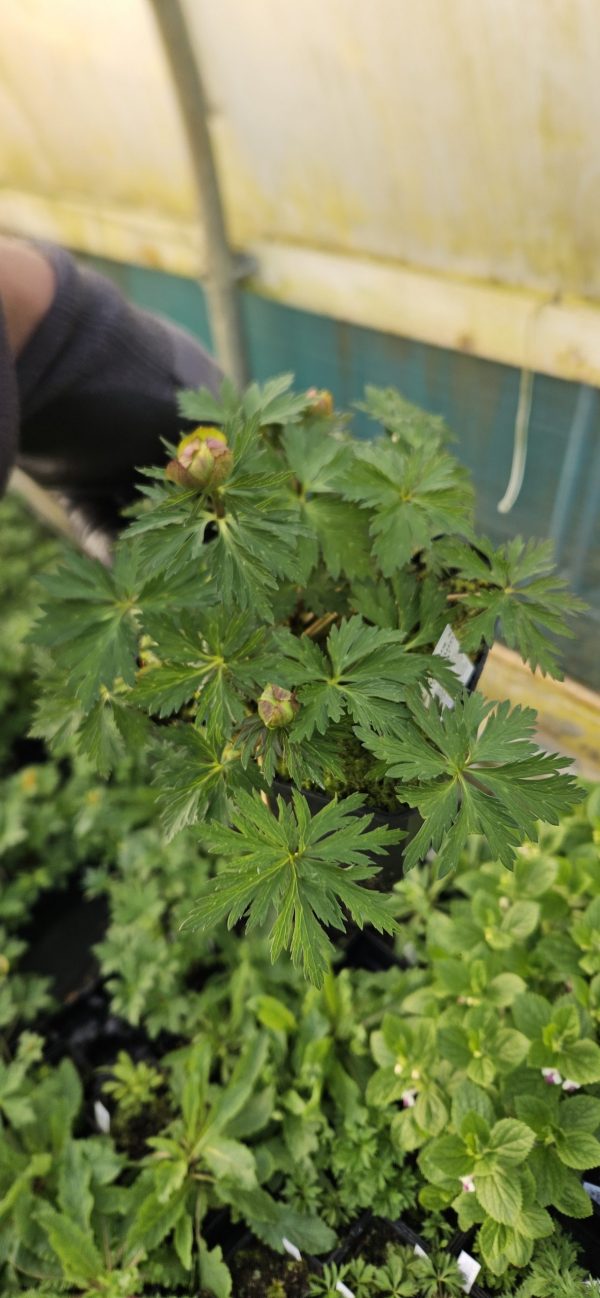 Trollius x cultorum 'Etna'