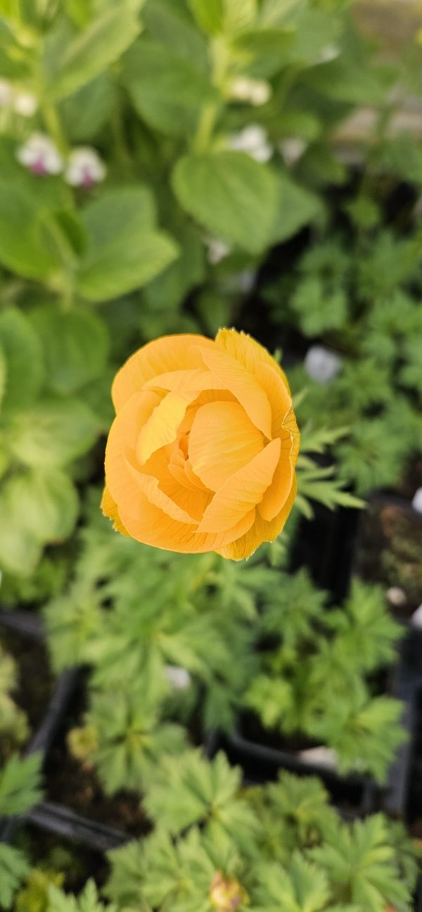Trollius x cultorum 'Etna'