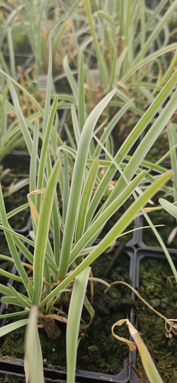 Tulbaghia violacea 'Silver Lace'