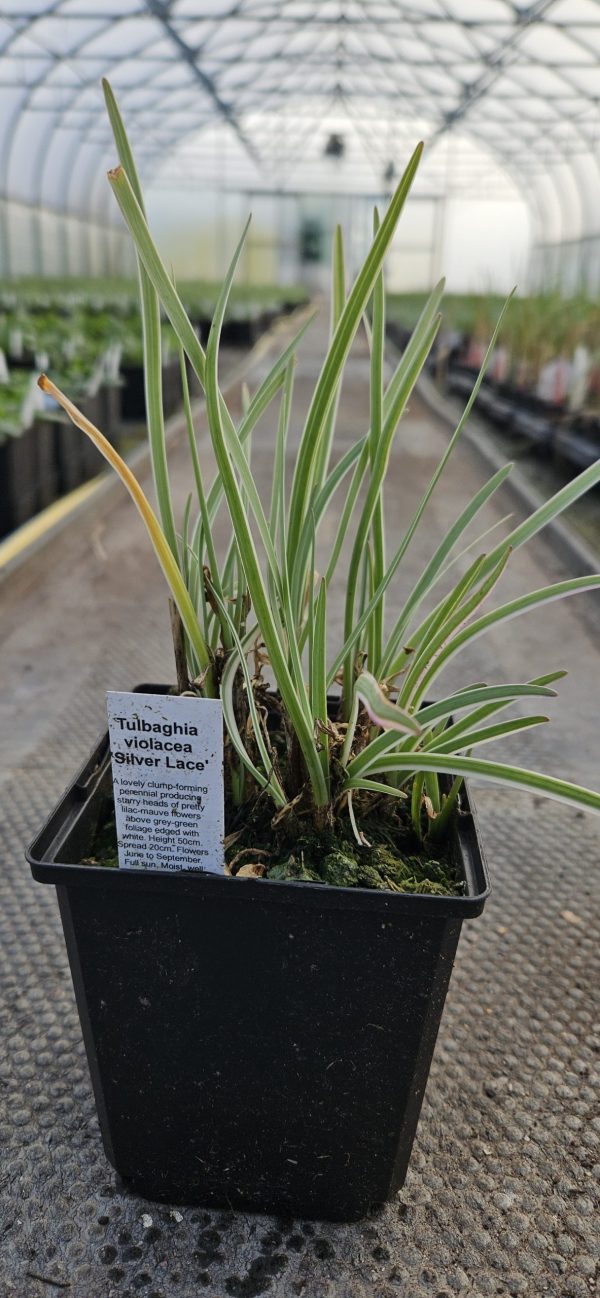 Tulbaghia violacea 'Silver Lace'